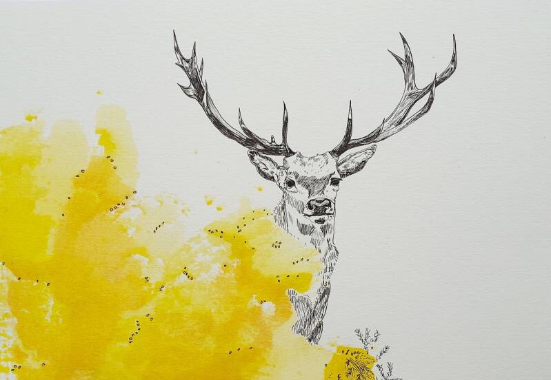 inkttekening-hert-pietronella-nl-standard-gfezhm.jpg