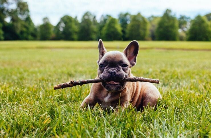 Frenchie newyorker | Frenchie-world