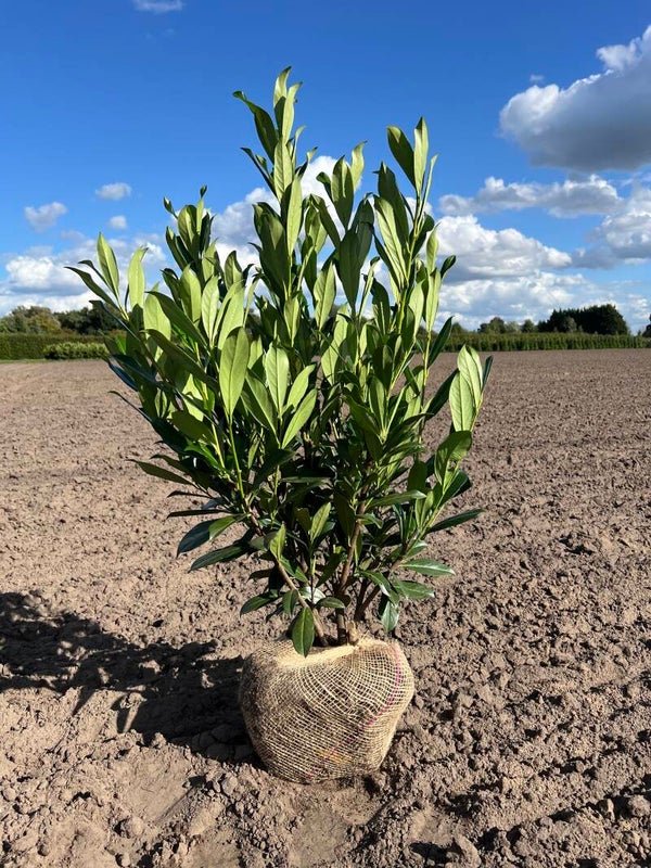 Prunus laurocerasus 'Caucasica'