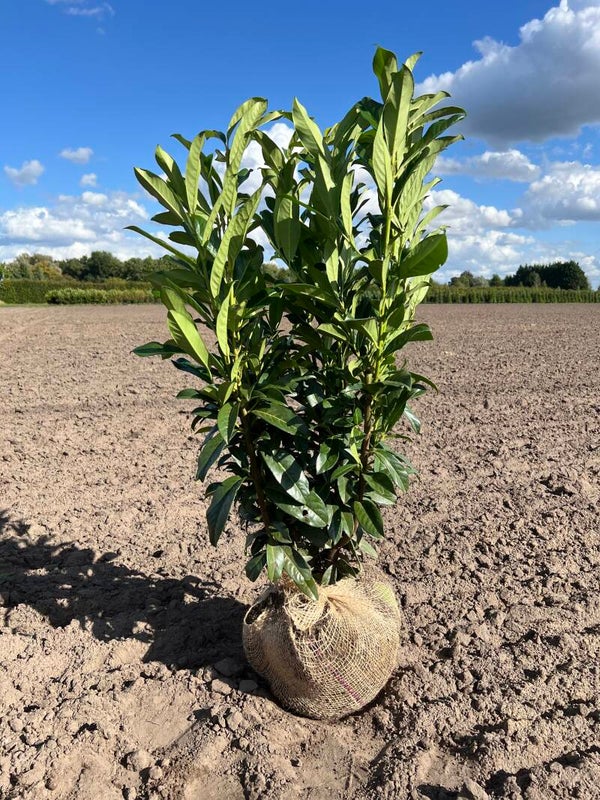 Prunus laurocerasus 'Genolia'