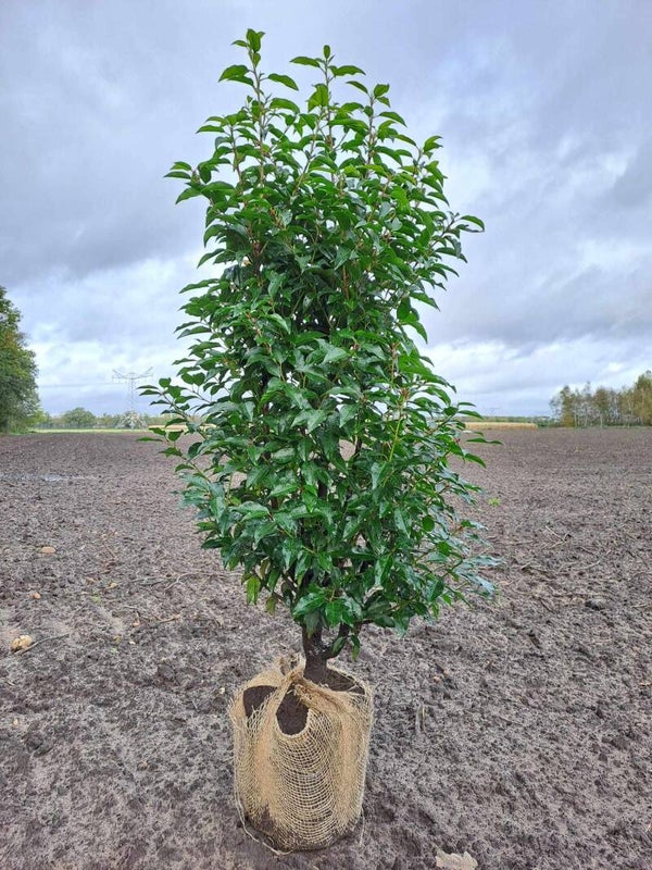Prunus lusitanica 'Angustifolia'