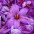 LES TROIS PISTILS DE VERGY