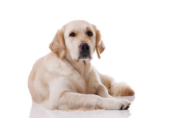 Golden Retriever Specialisatie - Duo Workshop