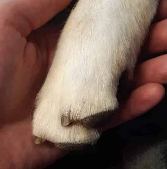 Basisverzorging 1 op 1 Workshop - voor alle rassen