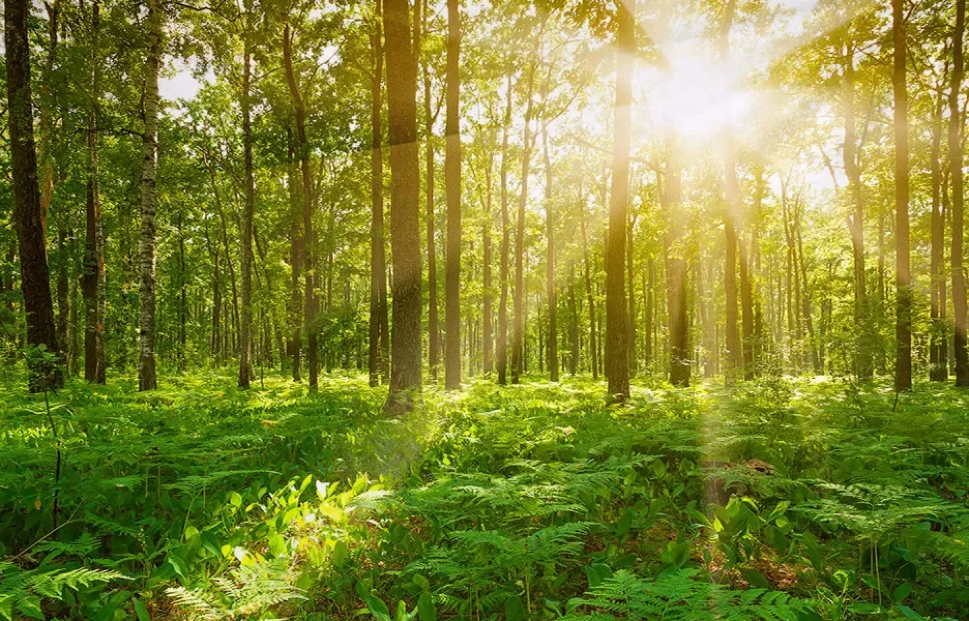 Sonnenlicht im grünen Wald – Premium Wandbehang mit ruhiger Waldlandschaft