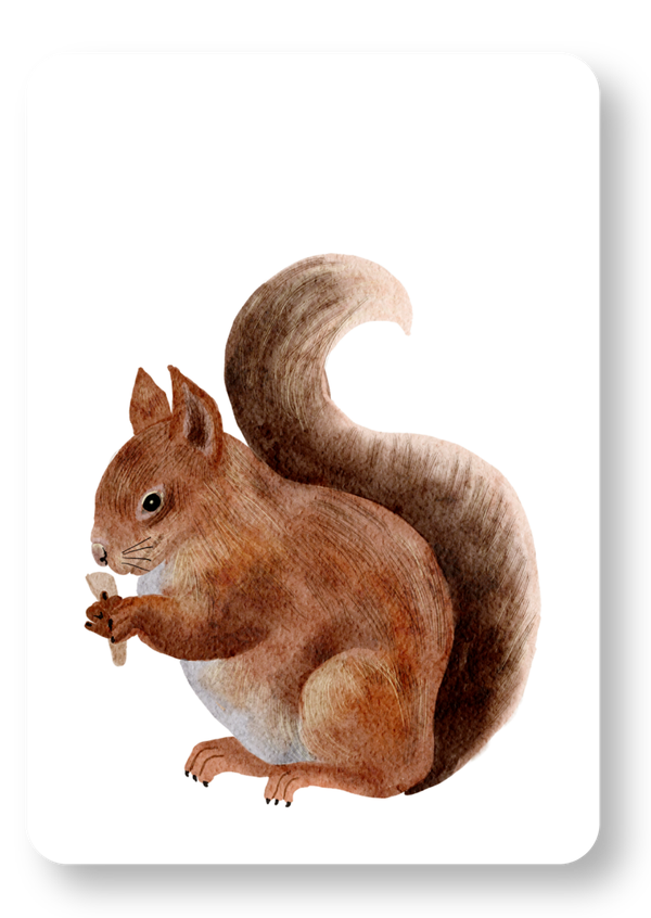 Eekhoorn