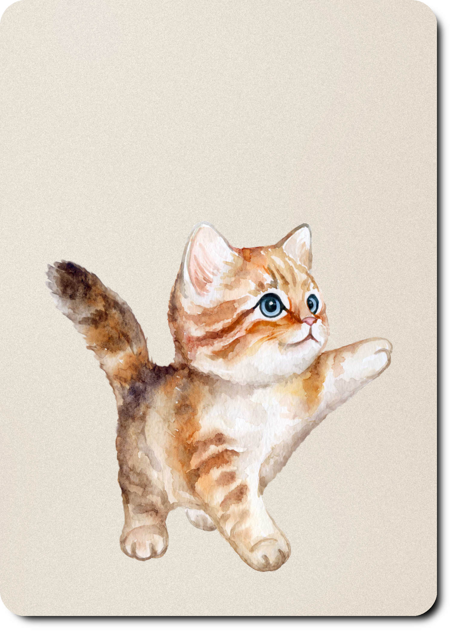 Kitten