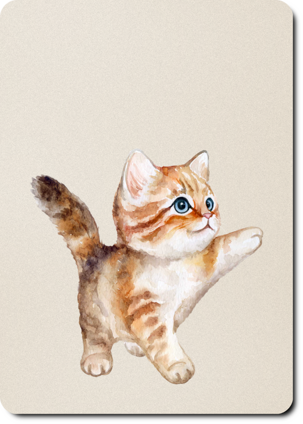 Kitten