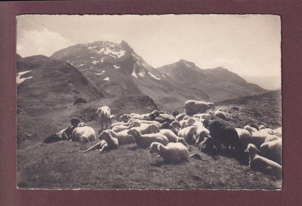 Schafherde - MITTAGSRAST auf Bündneralp