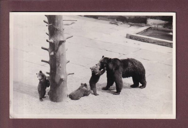 Photo - BERN - Bärengraben - 1943
