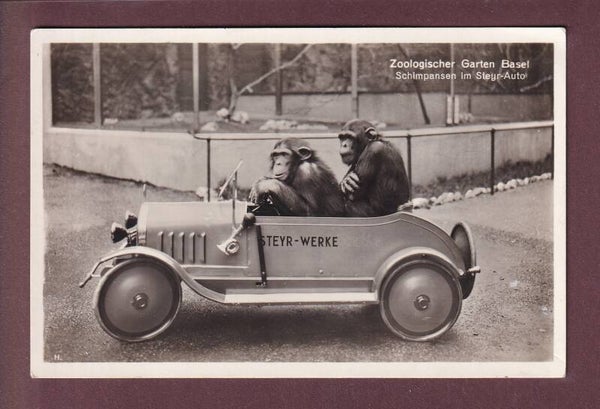 BASEL - Zoo - Schimpansen im Steyr-Auto