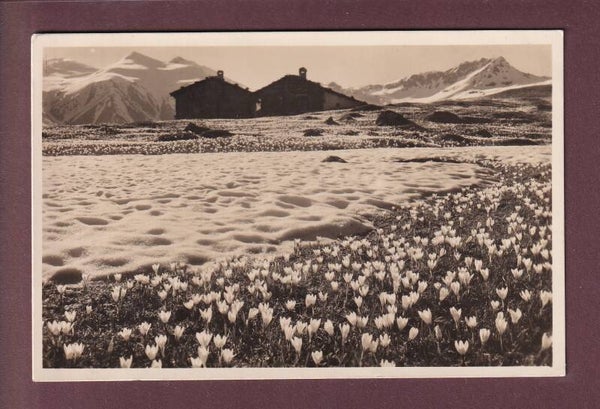 Davos - ALP DRUSATSCHA - Krokus - 1935