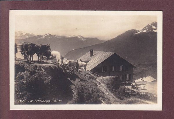 Hotel GROSSE SCHEIDEGG - Kühe
