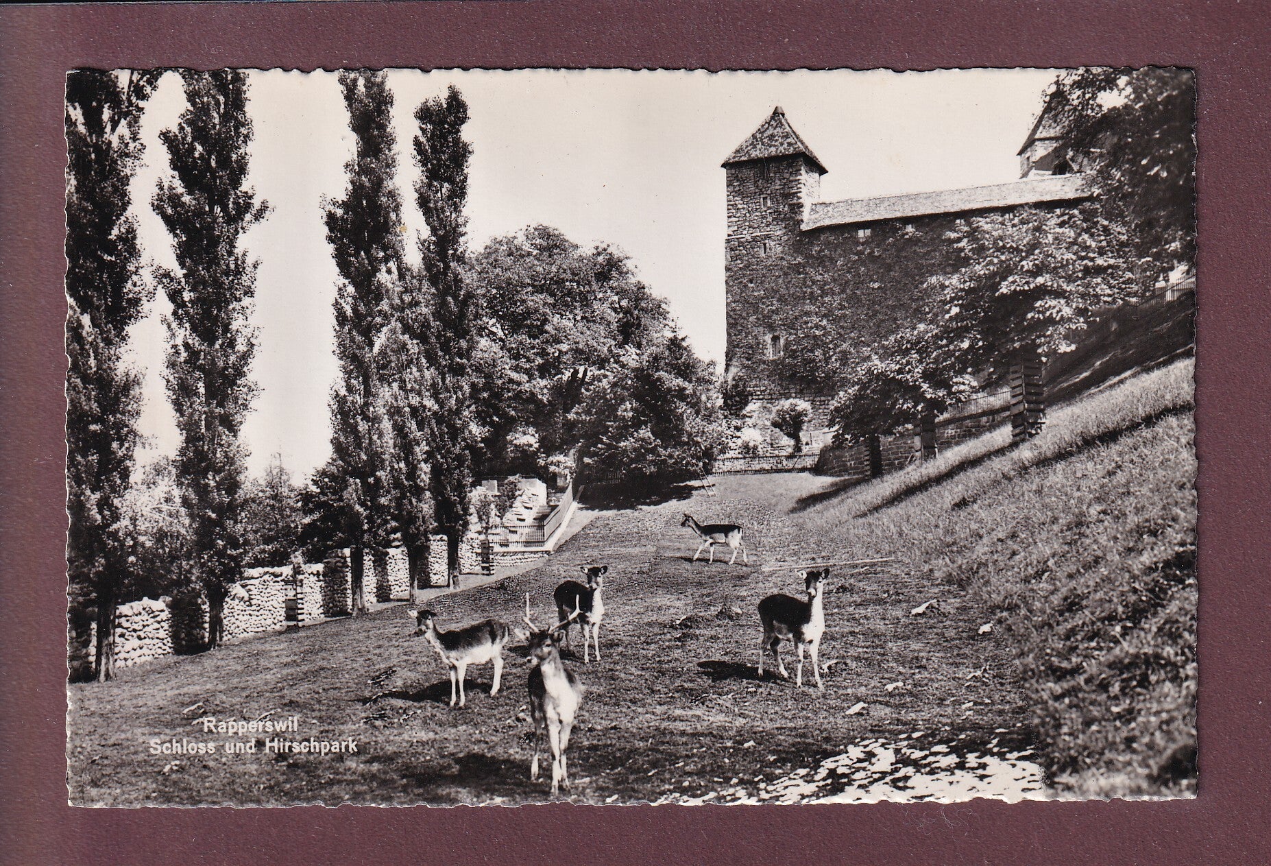 RAPPERSWIL - Schloss - Hirschpark