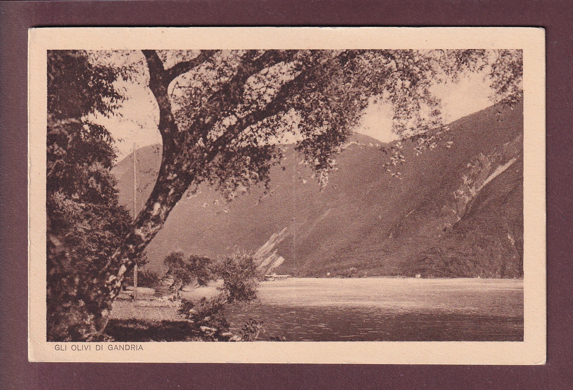 Gli Olivi di GANDRIA - 1926