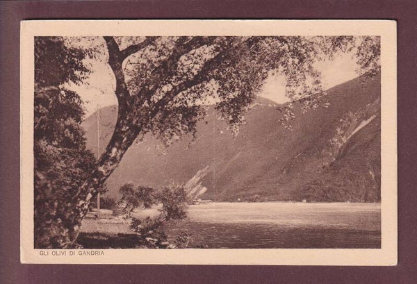 Gli Olivi di GANDRIA - 1926
