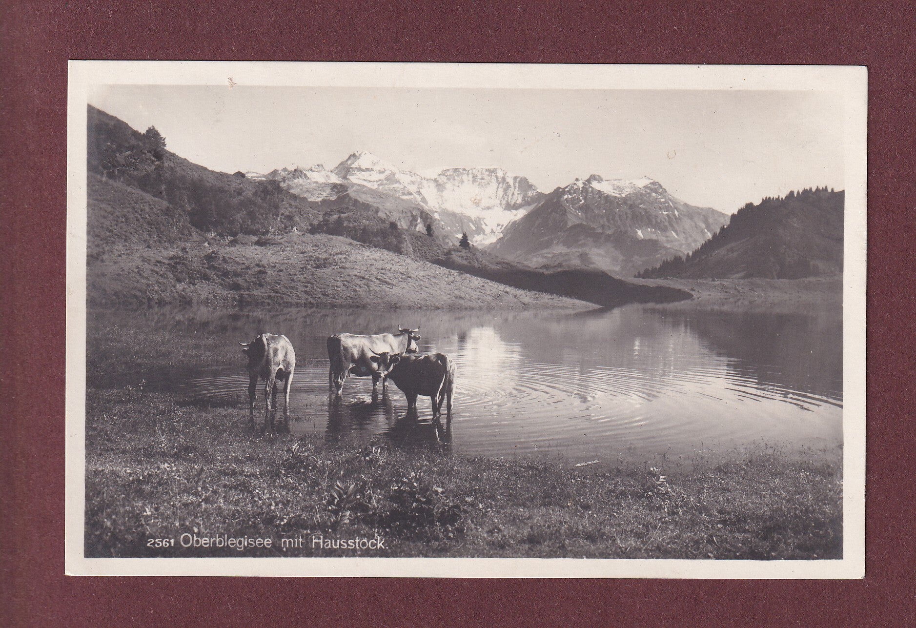 OBERBLEGISEE - Hausstock - Kühe - 1927