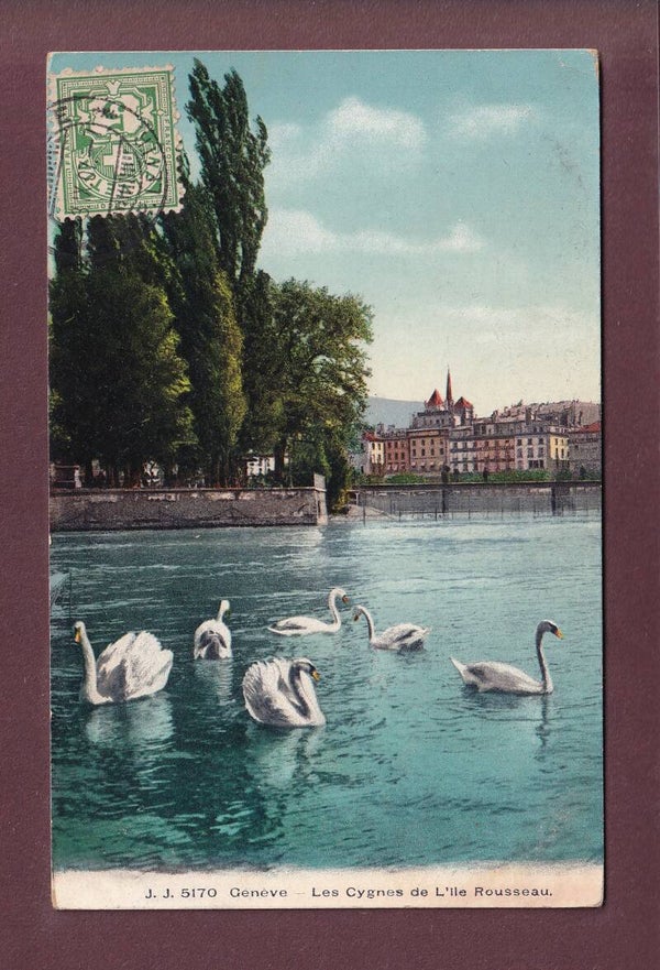 GENEVE - Ile Rousseau - Cygnes - 1907