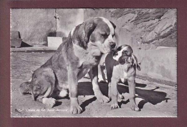 Chiens du GRAND-SAINT-BERNARD