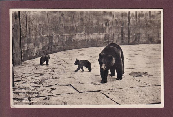 BERN - Bärengraben - 1935