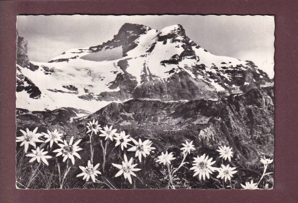 SCHEERHORN - 1960