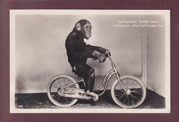 BASEL - Zoo - Schimpanse Max - 1932