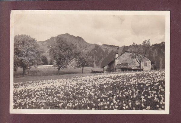 MONTREUX - Champ de narcisses