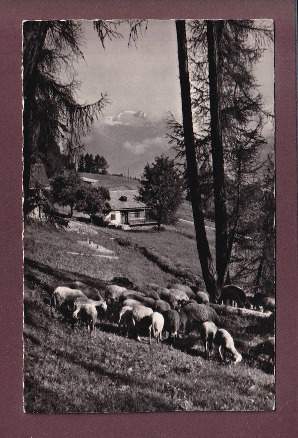 Aux MAYENS DE SION - Moutons