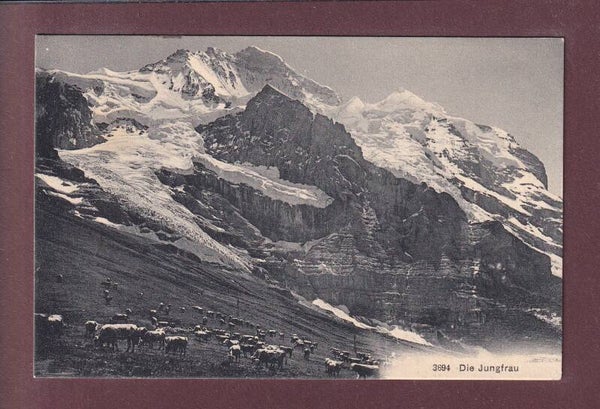 Die JUNGFRAU - Kühe