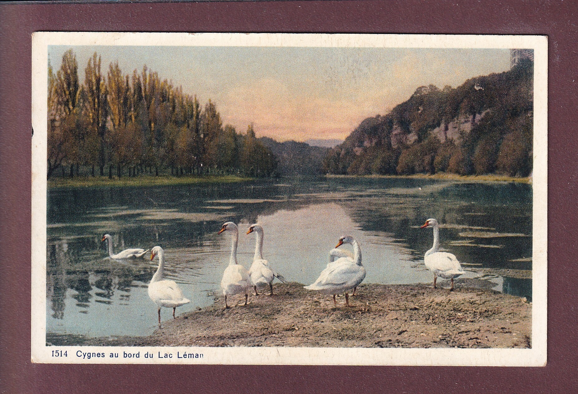 CYGNES au bord du Lac Léman - 1930