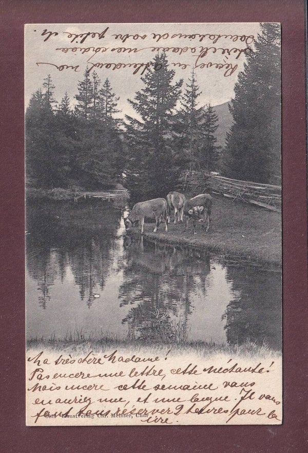 VACHES à la montagne - 1905
