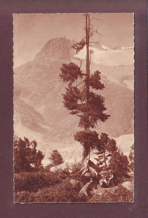 ARVEN im Aletschwald - E. Gyger