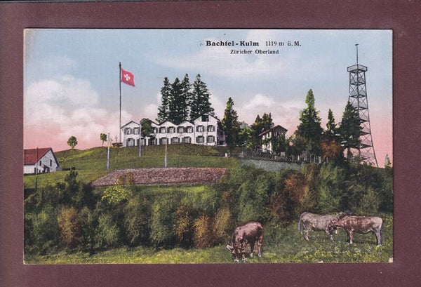 BACHTEL-KULM - Kühe