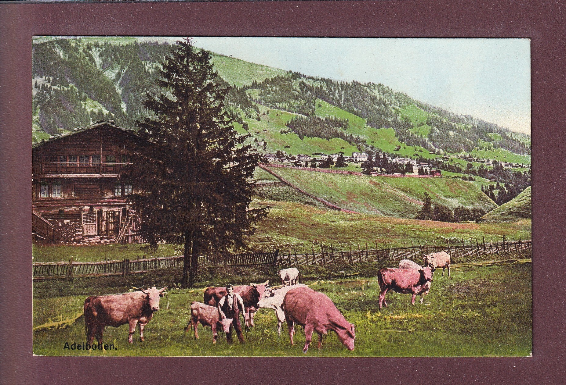 ADELBODEN - Kühe