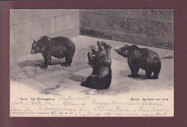 BERN - Bärengraben - 1905