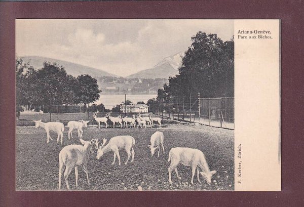 GENEVE - Ariana - Parc aux biches