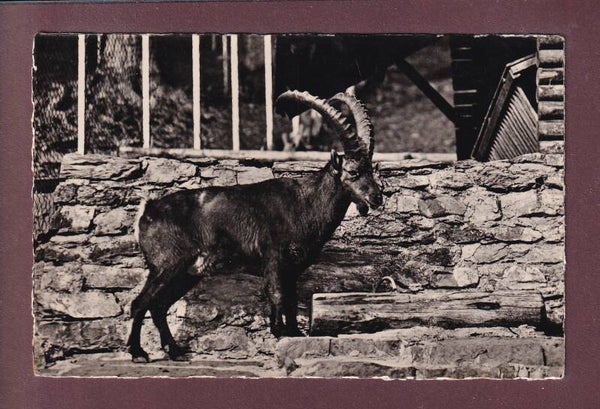 INTERLAKEN - Wildpark Steinbock - 1952