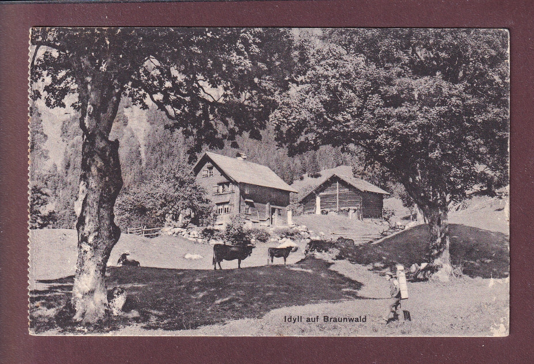 Idyll auf BRAUNWALD - Kühe - 1908