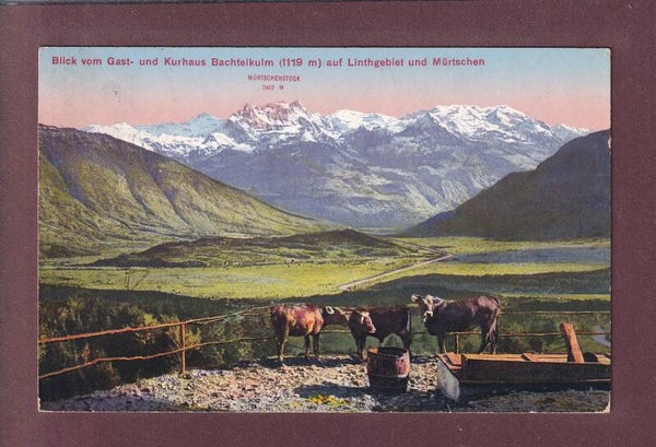 BACHTEL-KULM - Kühe - Linthgebiet - Mütschen - 1913