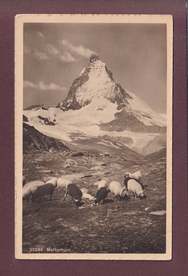 MATTERHORN - Schafherde