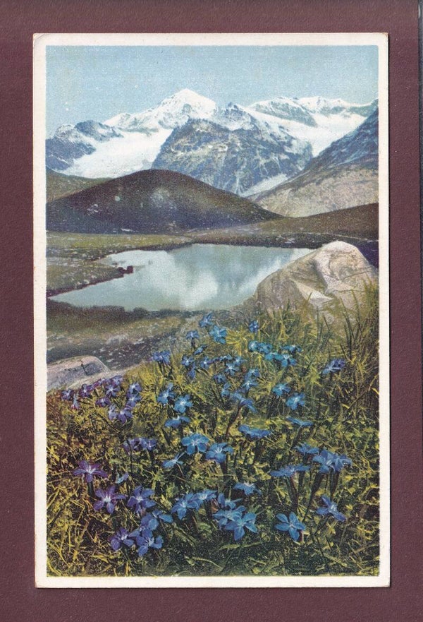 Gentiana verna am SCHWARZSEE bei Zermatt