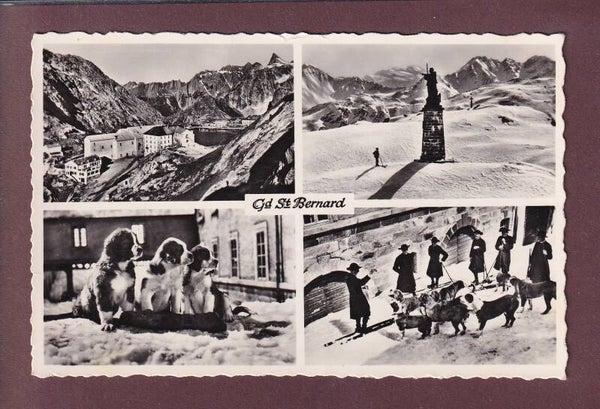 GRAND-SAINT-BERNARD - 4 images - Chiens