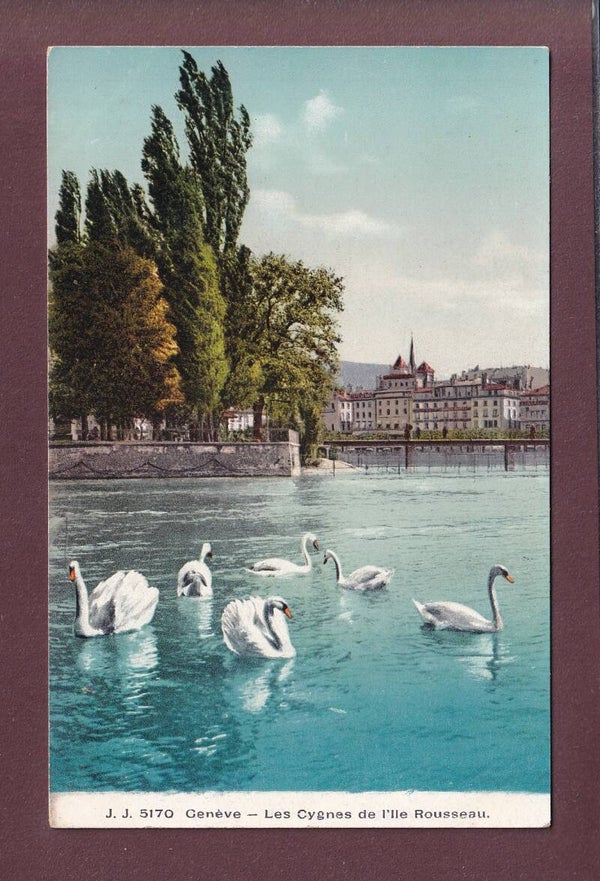 GENEVE - Les cygnes et l'île Rousseau