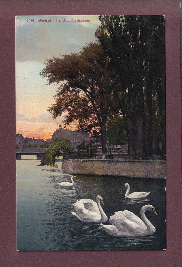 GENEVE - Île Rousseau - Cygnes