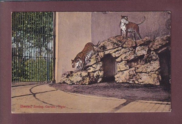 BASEL - Zoo - Tiger - 1920