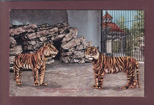 BASEL - Zoo - Tiger - 1924