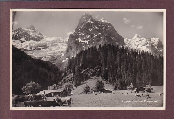 Alpweiden bei ROSENLAUI - Kühe - 1936