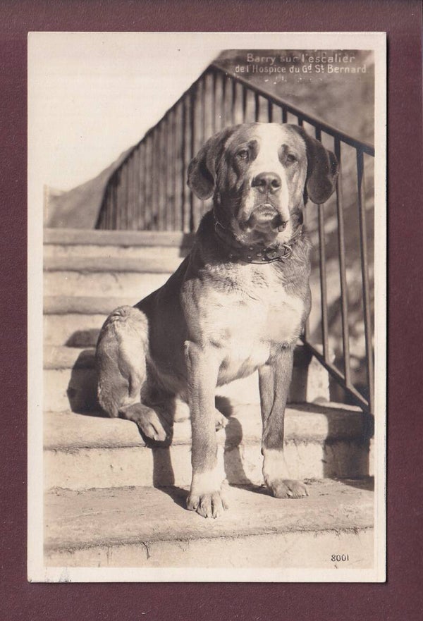 GRAND-SAINT-BERNARD - Le Chien Barry
