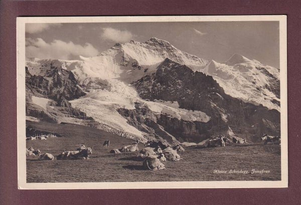 KLEINE SCHEIDEGG - Jungfrau - Kühe