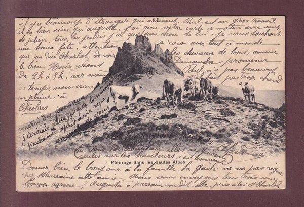 PÂTURAGE dans les Hautes Alpes - Vaches - 1906